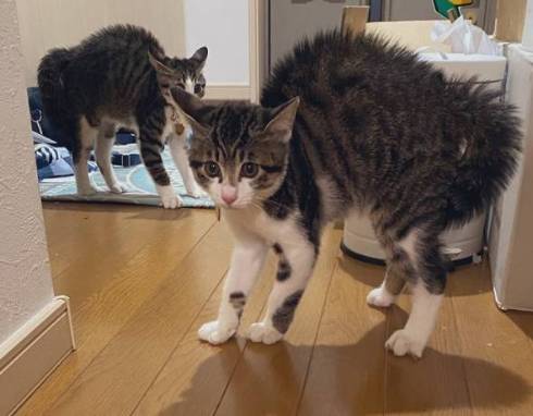 猫 布団乾燥機 ねぎ＆とろ おすしキャット