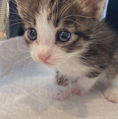 猫 布団乾燥機 ねぎ＆とろ おすしキャット