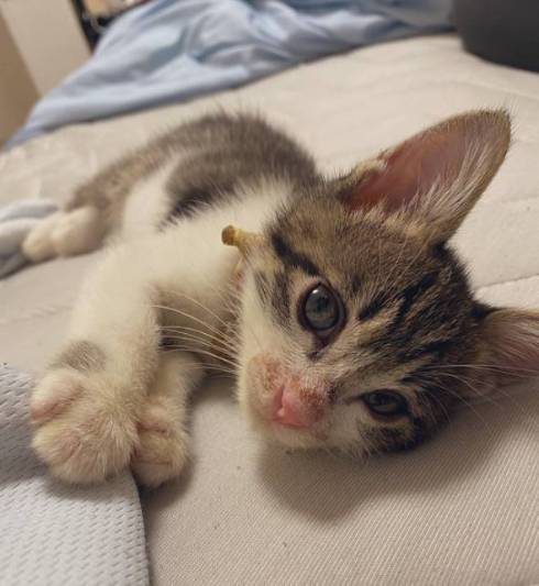 猫 布団乾燥機 ねぎ＆とろ おすしキャット