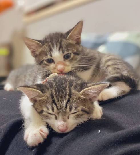 猫 布団乾燥機 ねぎ＆とろ おすしキャット