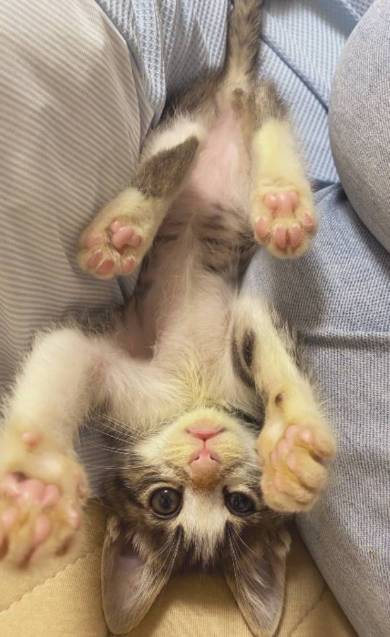 猫 布団乾燥機 ねぎ＆とろ おすしキャット