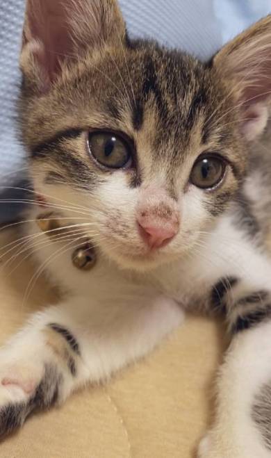 猫 布団乾燥機 ねぎ＆とろ おすしキャット