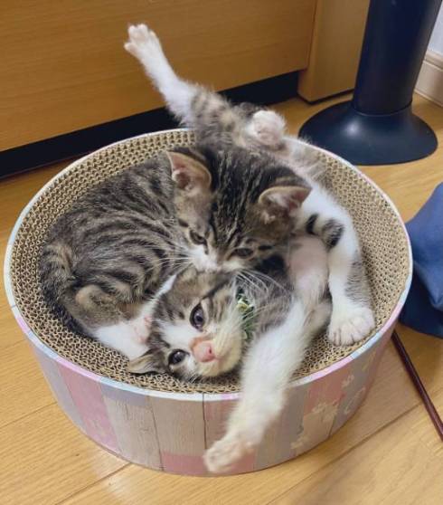 猫 布団乾燥機 ねぎ＆とろ おすしキャット