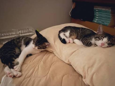 猫 布団乾燥機 ねぎ＆とろ おすしキャット