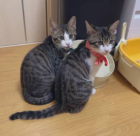 猫 布団乾燥機 ねぎ＆とろ おすしキャット