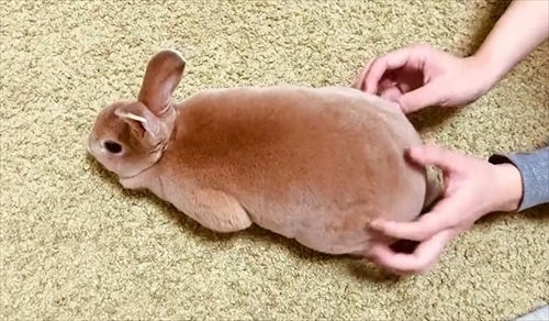 なでられてゴロンするうさぎさん