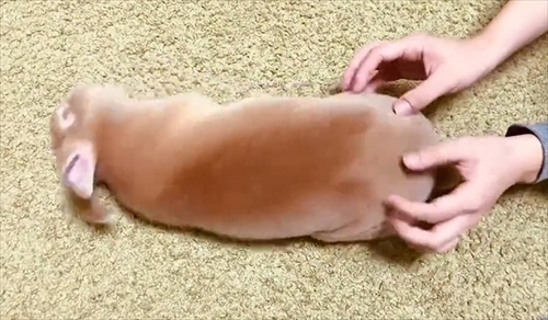 なでられてゴロンするうさぎさん