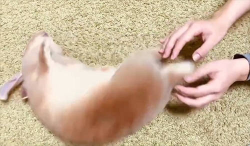 なでられてゴロンするうさぎさん