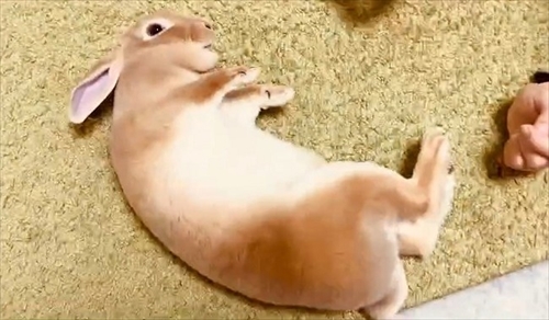 なでられてゴロンするうさぎさん