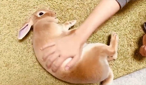 なでられてゴロンするうさぎさん