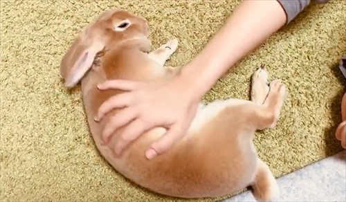 なでられてゴロンするうさぎさん