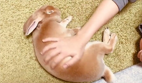 なでられてゴロンするうさぎさん