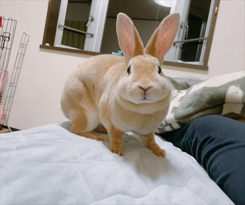 なでられてゴロンするうさぎさん