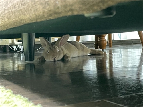 なでられてゴロンするうさぎさん