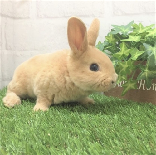 なでられてゴロンするうさぎさん