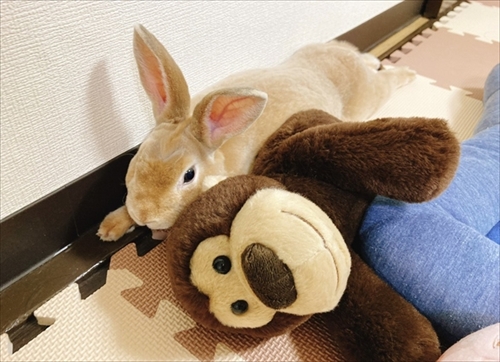 なでられてゴロンするうさぎさん