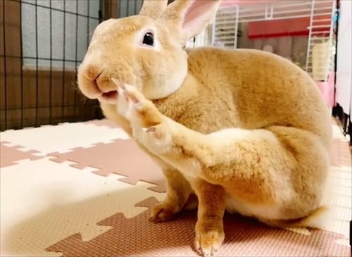 なでられてゴロンするうさぎさん