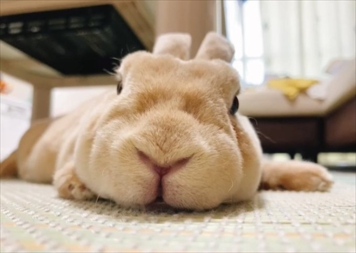 なでられてゴロンするうさぎさん