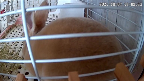 なでられてゴロンするうさぎさん