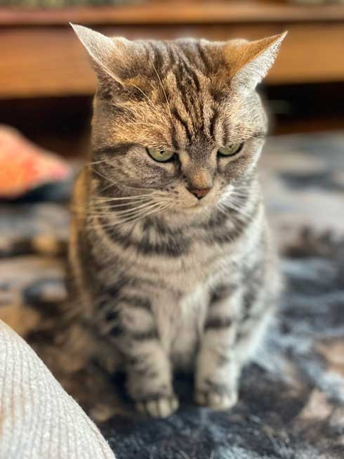 カーペット あったかい 気付いた 猫 表情