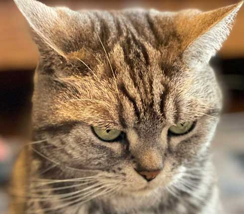 カーペット あったかい 気付いた 猫 表情