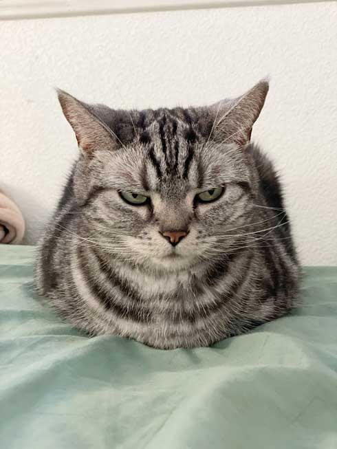 カーペット あったかい 気付いた 猫 表情