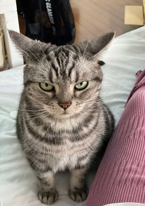 カーペット あったかい 気付いた 猫 表情