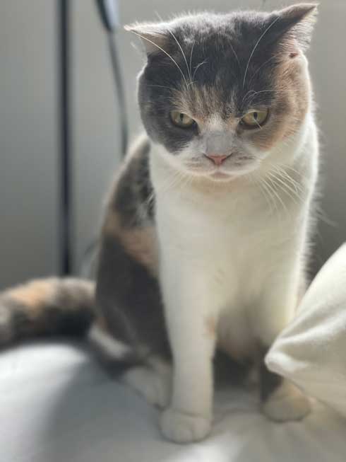 カーペット あったかい 気付いた 猫 表情