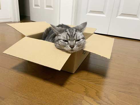 カーペット あったかい 気付いた 猫 表情