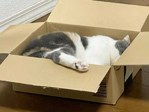 カーペット あったかい 気付いた 猫 表情