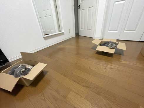 カーペット あったかい 気付いた 猫 表情