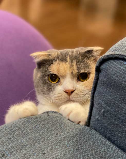 カーペット あったかい 気付いた 猫 表情