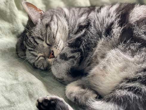 カーペット あったかい 気付いた 猫 表情