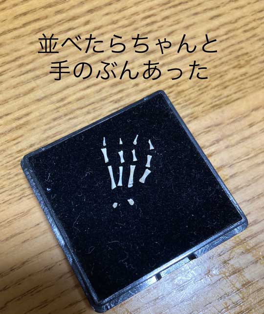 ウーパールーパー びっくり 右手 とれた 骨 メキシコサンショウウオ