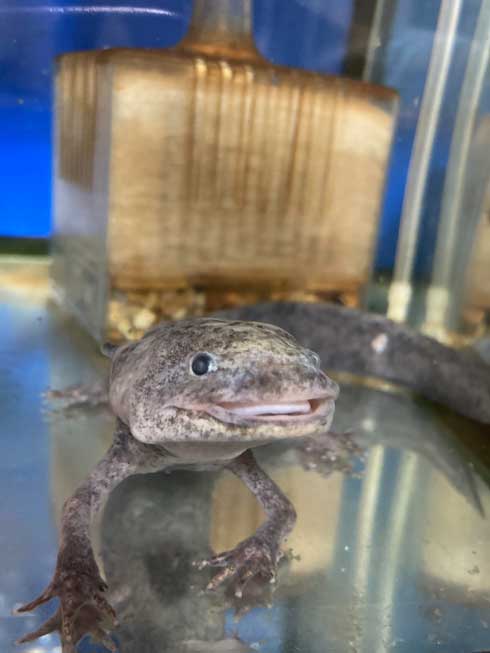 ウーパールーパー びっくり 右手 とれた 骨 メキシコサンショウウオ