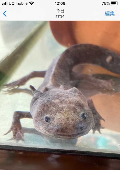 ウーパールーパー びっくり 右手 とれた 骨 メキシコサンショウウオ