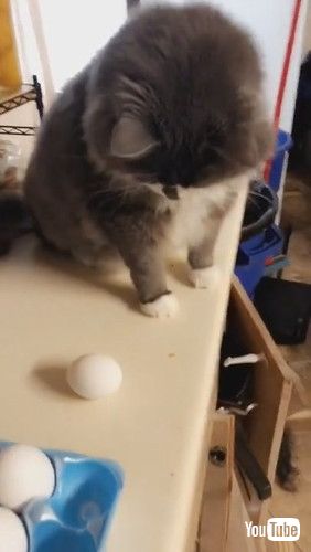 「Cat Launches Egg Across the Kitchen || ViralHog」
