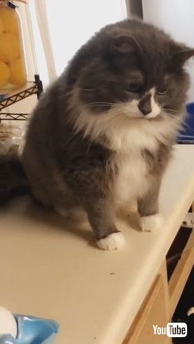 「Cat Launches Egg Across the Kitchen || ViralHog」