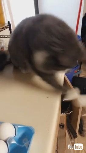 「Cat Launches Egg Across the Kitchen || ViralHog」