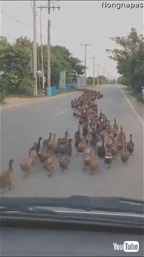 「Flock of Ducks Makes Its Way Down the Road || ViralHog」