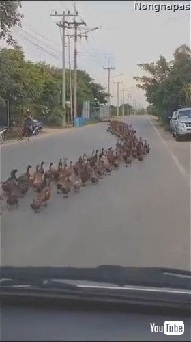 「Flock of Ducks Makes Its Way Down the Road || ViralHog」
