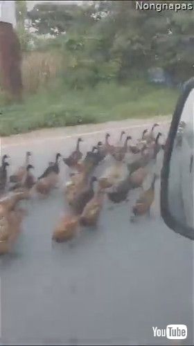 「Flock of Ducks Makes Its Way Down the Road || ViralHog」