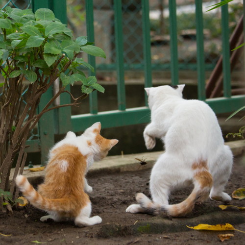 「必死すぎるネコ展」