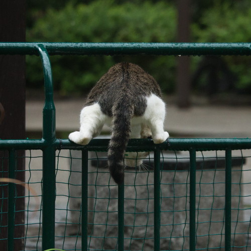 「必死すぎるネコ展」