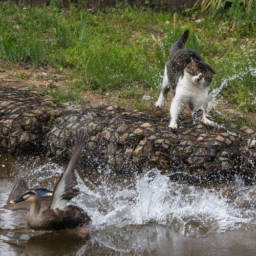 「必死すぎるネコ展」