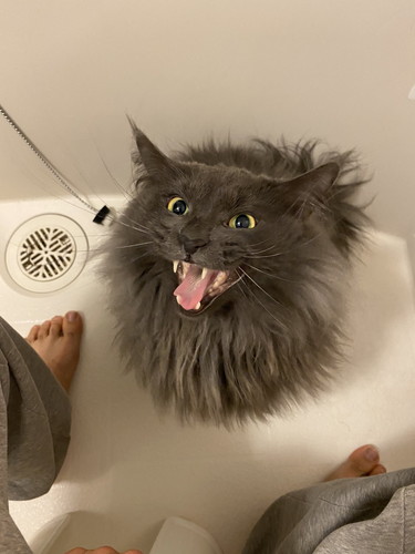 シャンプーに全力抗議レオくん