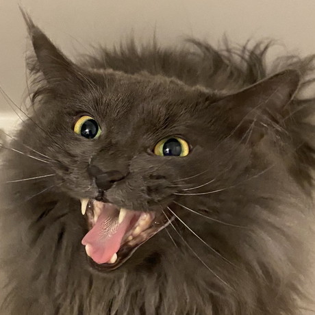 シャンプーに全力抗議レオくん