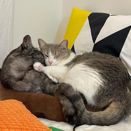 長谷川ろくさん