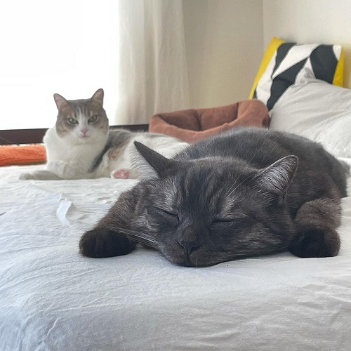 長谷川ろくさん