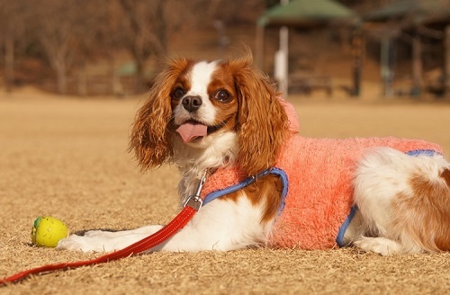 ペット手帳　ベストショット